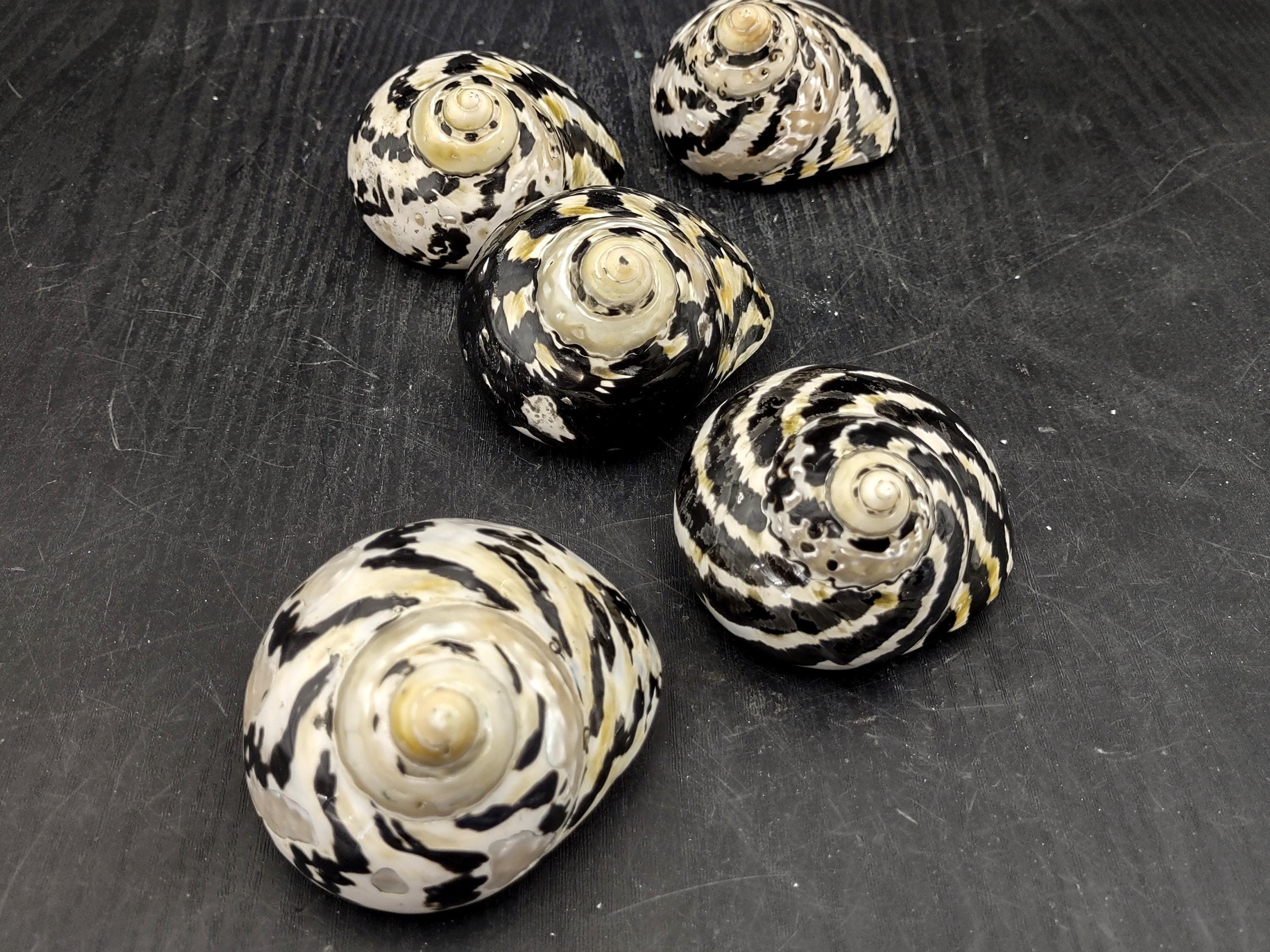 West Indian Top Polished Seashell Black Cittarium Pica (1 Shell