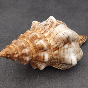 Large Fox Seashell Fasciolaria Trapezium (1 shell approx. 5+ inches) Horse Conch Fox Shells for coastal home collections & display!