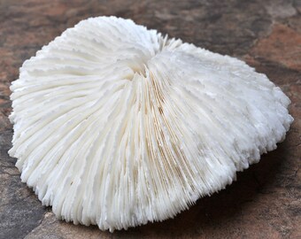 Mushroom Coral White Fungia Repanda (1 coral approx. 5+ inches) Coral pieces to add to any coastal display or collection!