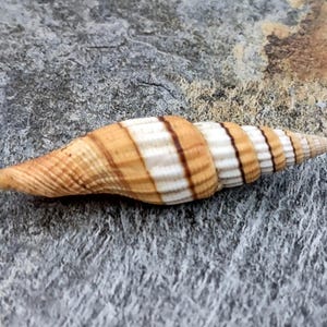 May include: A small, spiraled seashell with brown and white stripes. The shell is lying on a gray, textured surface.