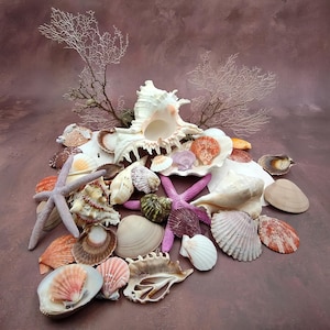 May include: A collection of seashells and starfish in various shapes, sizes, and colors. The arrangement includes large conch shells, scallop shells, and several purple starfish. The background is a mottled brown.