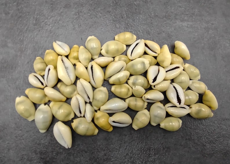 Money Cowrie Seashells Bulk Cypraea Moneta (approx. Half Cup 35+ Shells ...