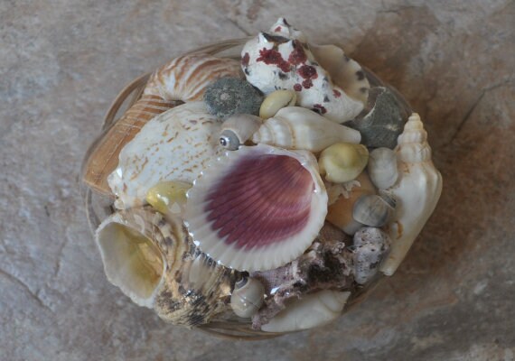 Seashells Art, Seashells for Crafts, Natural Seashells, Natural Shells,  Natural Sea Shells, Seashell Decorations, Florida Seashells 