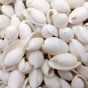 White Bubble Seashells Haminoea Zelandiae (approx. 1 cup +/-85 shells 0.5+ inch) White Bubble Shells for coastal jewelry crafts & display!