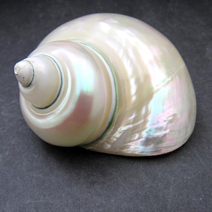 Pearlized Jade Turbo Shell Turbo Burgessi (1 shell approx. 3.5+ inches) Special shells for coastal crafting decor & collections!