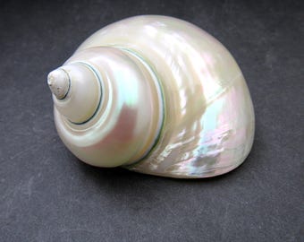 Pearlized Jade Turbo Shell Turbo Burgessi (1 shell approx. 3.5+ inches) Special shells for coastal crafting decor & collections!