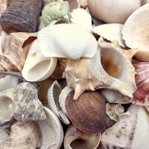 Small Seashell Assorted Ocean Mix (approx. 1 kilogram 300+ shells 0.5+ inches) Small Shell Assortment for coastal crafting & decoration!
