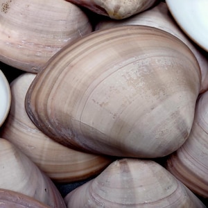 Mocha Clam Seashells Megapitaria Squalida (3 shells approx. 3+ inches) Mocha Clam Shells for coastal display collections & crafts!