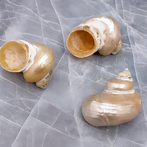 May include: Three pearlescent seashells with a spiral design. The shells have a creamy white and gold color, with a smooth, glossy texture. The shells are arranged on a light gray surface.