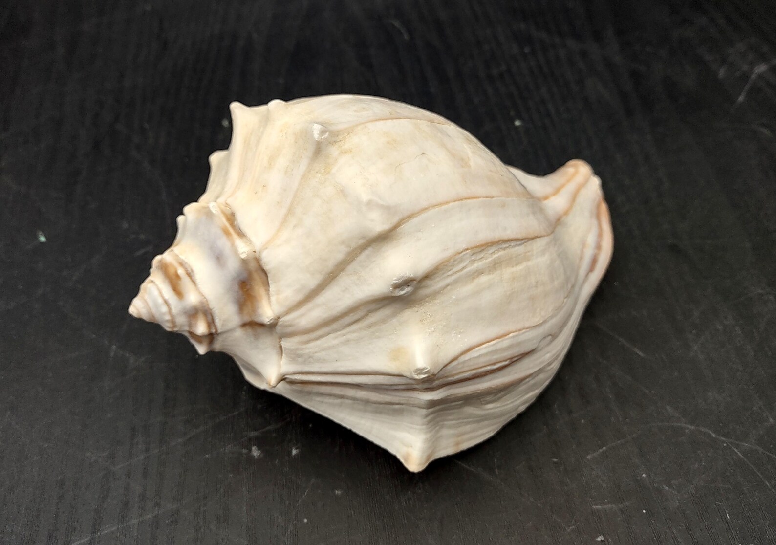 Right Handed Whelk Seashell Creamy Yellow Atlantic Busycon Carica (1 ...