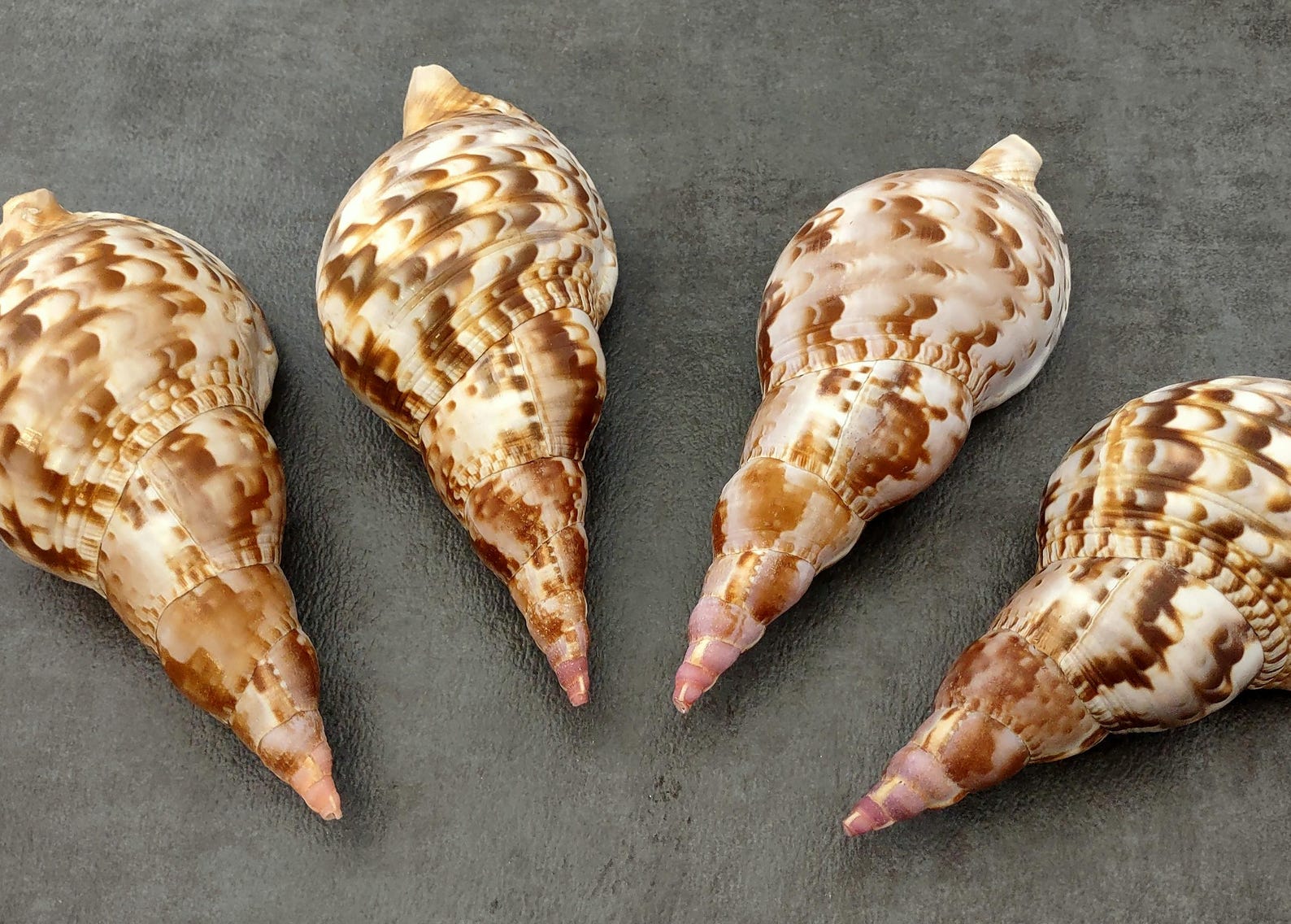 Trition Shell Caribbean Triton Seashell Charonia Tritonis (1 Shell Approx. 6+ Inches ...