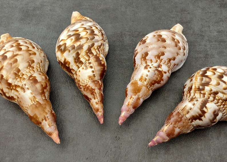 Caribbean Roti Shells California Caribbean Triton Seashell Charonia Tritonis (1 Shell Approx. 6+ Inches ...