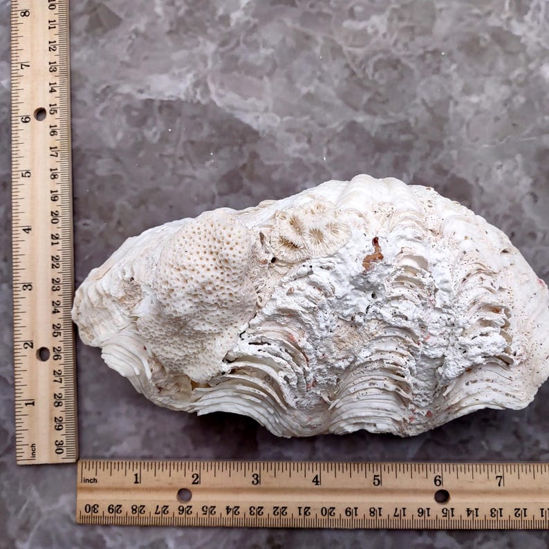 De Rasa Shells White Derasa Clam Seashell Half Tridacna Derasa (1 Shell Approx. 8 ...
