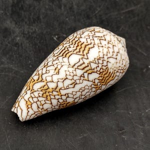 Cloth of Gold Cone Seashell Conus Textile (1 shell approx. 2.5+ inches) Cone shells great for any collection or display!
