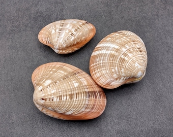Op de afbeelding: Drie schelpen met een geribbeld patroon in bruin- en wittinten. De schelpen zijn gerangschikt op een donkergrijze ondergrond, waarbij hun natuurlijke texturen en kleuren worden getoond.
