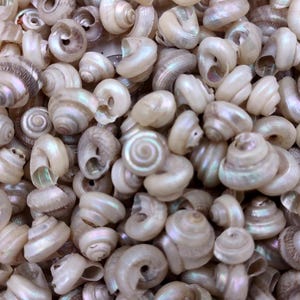 May include: A close-up shot of a collection of small, pearlescent seashells. The shells are a creamy white color with iridescent highlights of pink, green, and blue. The shells are tightly packed together, creating a textured surface.