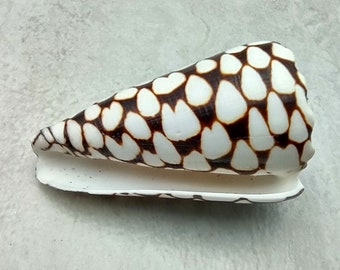 Marbled Cone Seashell - Conus Marmoreus - (1 shell approx. 2.5 - 3 inches)