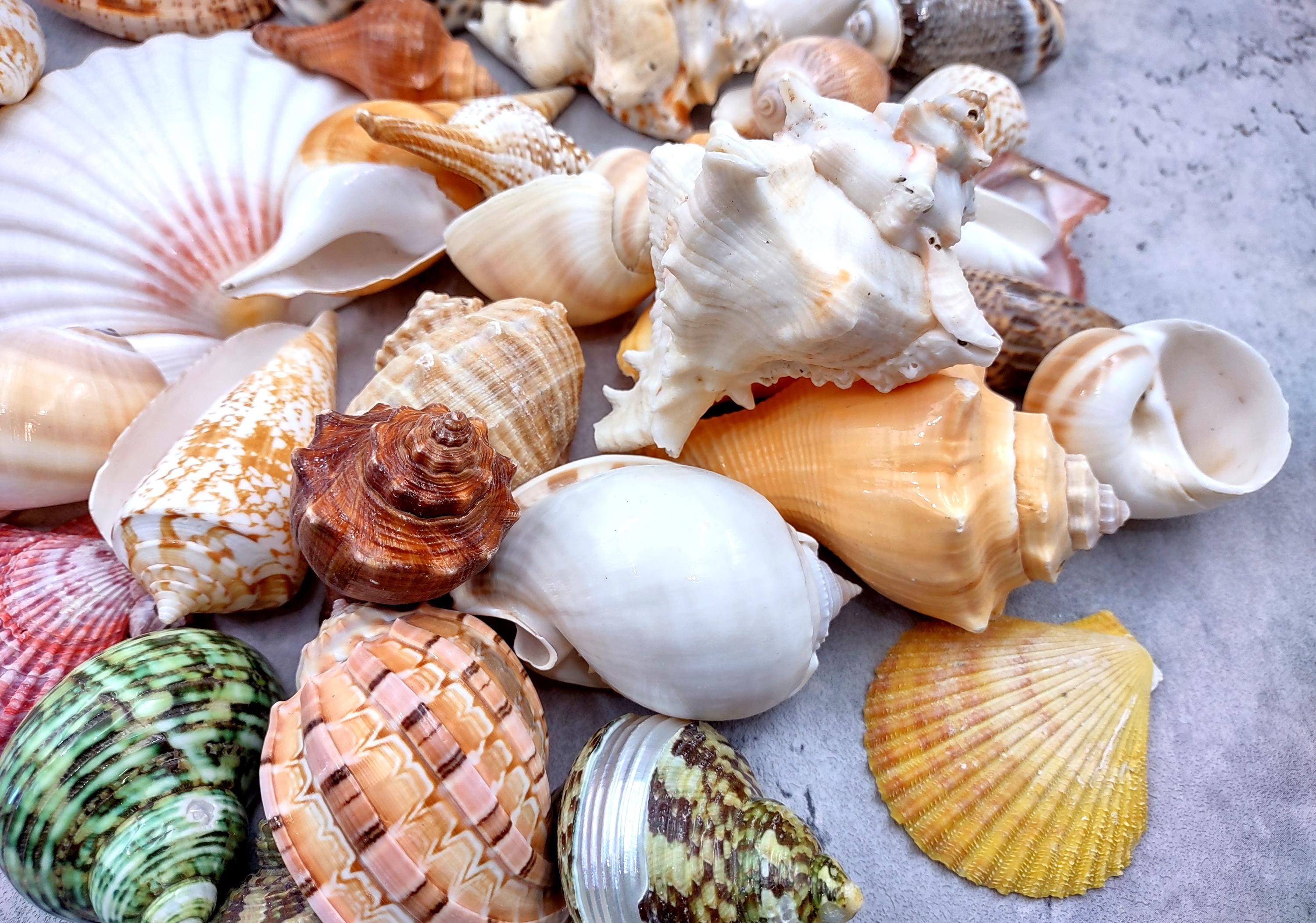 Large Seashell Assorted Ocean Bulk Mix (approx. 1 Kilogram 1-3+ Large Seashell Assorted Ocean Bulk Mix (approx. 1 Kilogram 1-3+