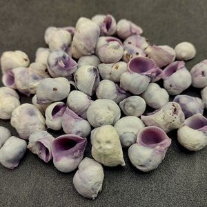 Cebu Beauty/Violet Coral Seashells - Coralliophila Neritoidea - (approx. 40-50 pcs.)