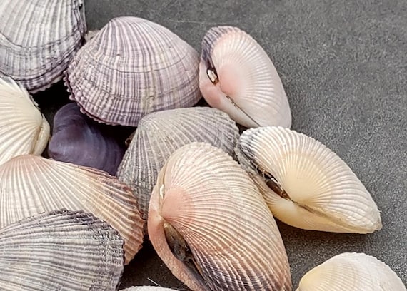 Asaphis Violaceus Clam Seashell Pairs (5 Shell Pairs Approx. 1.5+