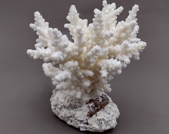 Farmed White Table Coral - (1 table coral approx. 3-4 inches) - Earth friendly, display ready, sustainably grown & sourced!