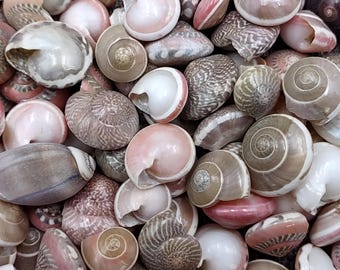 May include: A collection of various seashells in shades of pink, brown, and white. The shells have spiral patterns and smooth textures, creating a natural and organic aesthetic. Some shells are open, revealing their inner chambers.