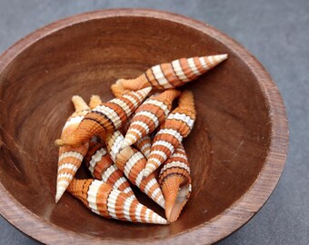 Queen Miter Seashell Mitra Compressum (1 Shell Approx. 1.75+