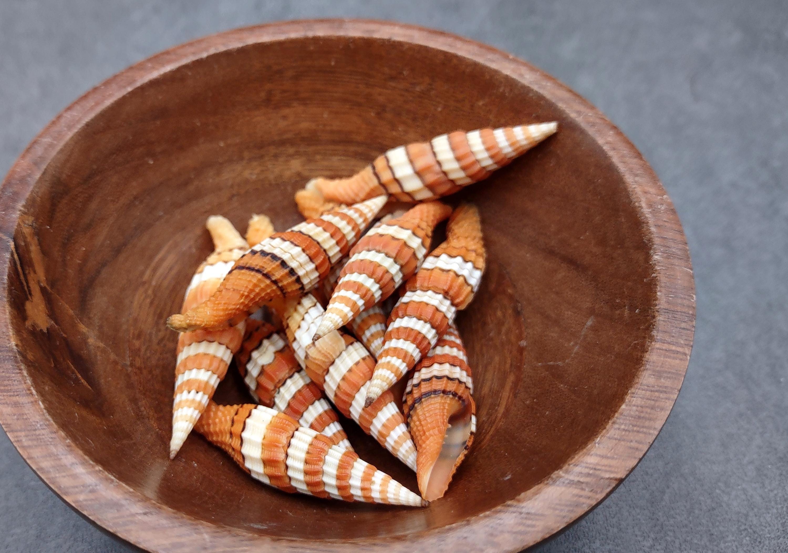 SHELL NAME MITOMEIN SET 5冊セット Queen Miter Seashell Mitra Compressum (1 Shell Approx. 1.75+