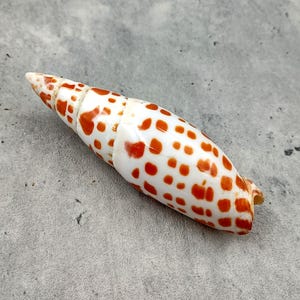 May include: A white and orange-spotted sea shell with a conical shape. The shell has a smooth, glossy surface and is covered in small, irregular orange spots. The shell is lying on a gray surface.
