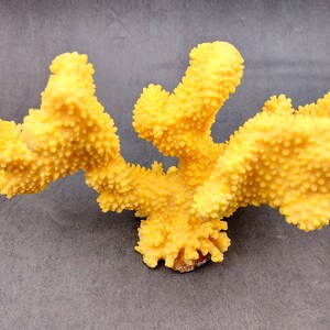 Coral de coliflor sintética amarilla Pocillopora Eydouxi 1 coral sintética de aproximadamente 9 pulgadas de ancho x 5 de alto x 4 profundidad imagen 1