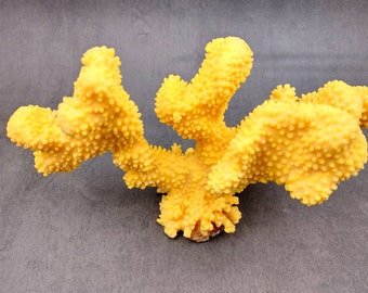 Yellow FAUX Cauliflower Coral Pocillopora Eydouxi (1 FAUX Coral approx. 9Wx5Tx4D inches)