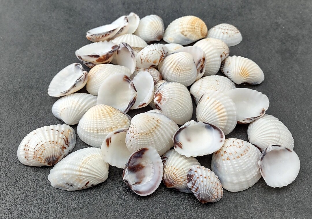 Speckled White Clam Seashells Clycymeris Pectunculus approx. 1 Cup 45 ...