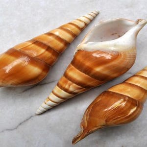 Arabian Tibia Curta Conch Seashell Tibia Insulaechorab (3 Shells Approx ...