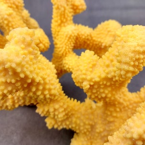 Coral de coliflor sintética amarilla Pocillopora Eydouxi 1 coral sintética de aproximadamente 9 pulgadas de ancho x 5 de alto x 4 profundidad imagen 3