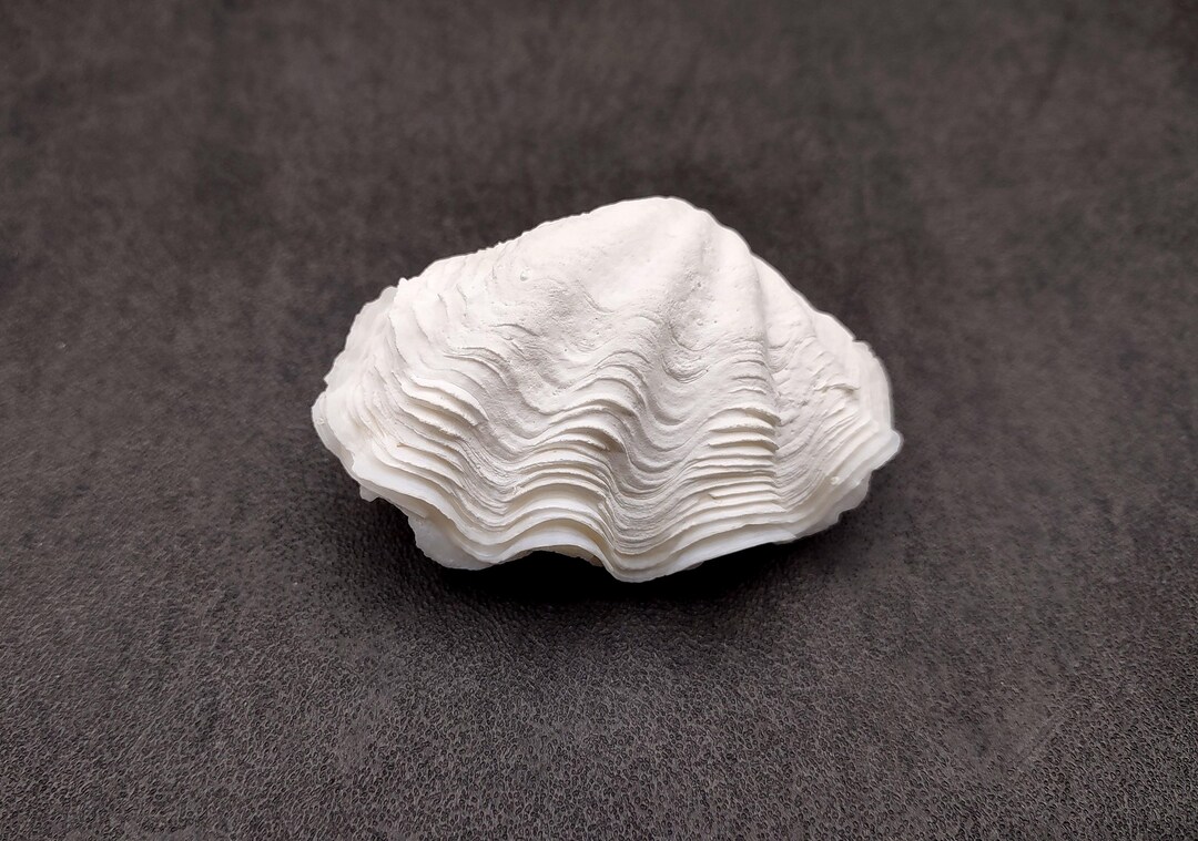 De Rasa Shells Small Derasa Clam Seashell Tridacna Derasa (1 Shell Approx. 2+ Inches ...