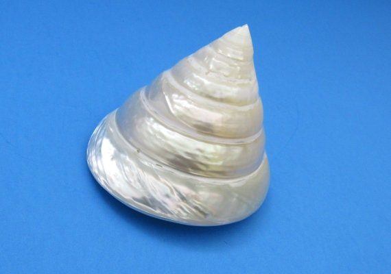 Extremely Rare 14-16cm Natural Large Conch Shells, Floor