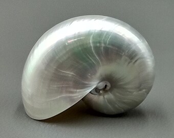 Pearlized Nautilus Polished Seashell - Nautilus Pompilius - (1 shell approx. 2-3 inches)