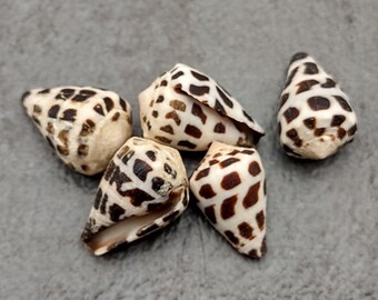 Small Hebrew Cone Seashells - Conus Ebraeus - (5 shells approx. .75-1 inches)