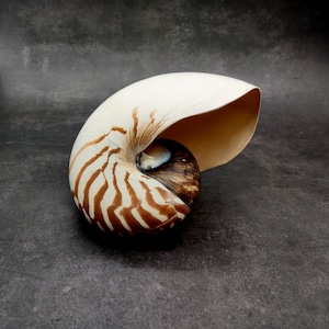 Natural Nautilus Seashell Nautilus Pompilius (1 shell approx. 7.5+ inches) Large Natural Nautilus Shell for coastal decor & collections!