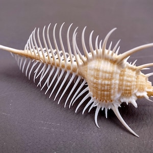 Venus Comb Murex Seashell Murex Pecten (1 shell approx. 3.5+ inches) Swell shells for coastal crafting décor & collections!
