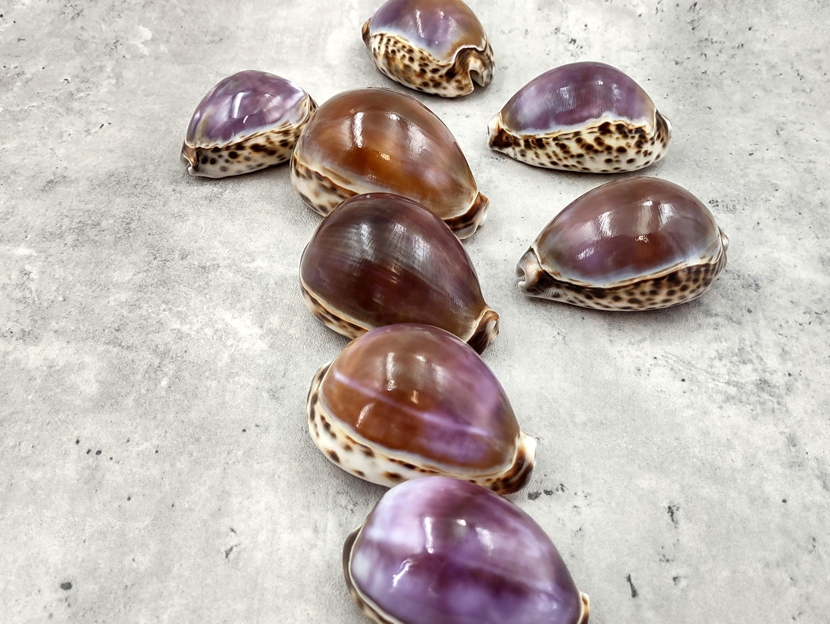 Purple Ringed Top Shell Purple Top Tiger Cowrie Seashells Cypraea Tigris (2 Shells Approx. 2.25 ...