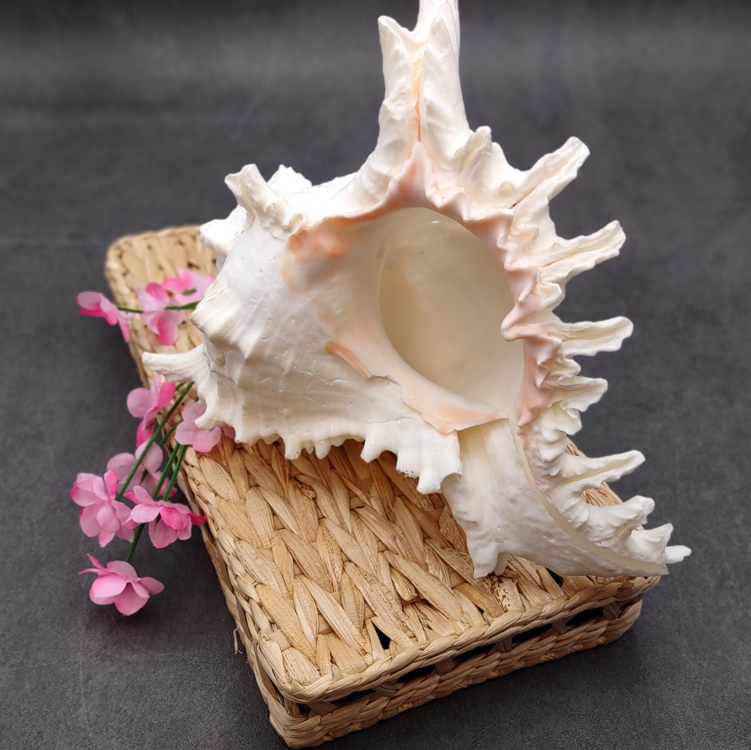 White Murex Seashell Horn Trumpet Musical Instrument (1 Shell Approx. 7 ...