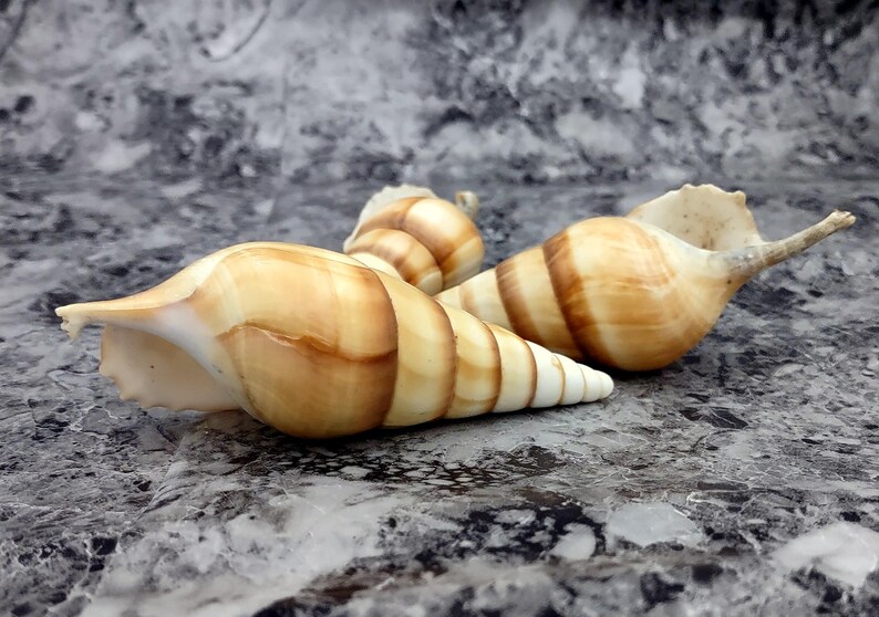 Arabian Tibia Curta Conch Seashell Tibia Insulaechorab (3 Shells Approx ...