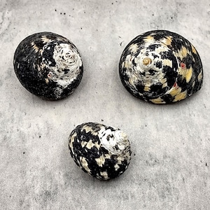 West Indian Top Seashells Magpie Striped Black Cittarium Pica (3 shells approx. 1.25+ inch) B GRADE Magpie Shells for Arts & Crafts!