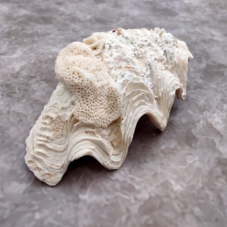 White Derasa Clam Seashell Half Tridacna Derasa (1 Shell Approx. 8 ...