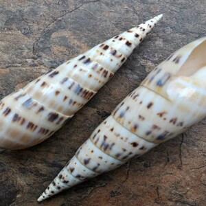 Marlinspike Auger Seashell - Terebra Maculata - (1 shell approx. 6-8 inches)