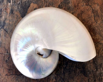 Pearl Nautilus Seashell - Nautilus Pompilius - (1 shell 6-7 inches)
