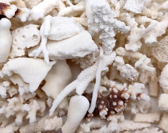 Small Coral Pieces White Brown Assorted Mix (approx. 1 pound 0.5-1.5+ inches) White Coral Fragment Assortment for crafts arts & display!