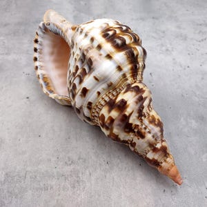 Caribbean Triton Seashell Charonia Tritonis (1 shell approx. 9+ inches) Large Caribbean Triton Shell for Display Decor & Shell Collections!