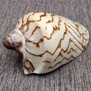 May include: A white seashell with brown markings. The shell has a pointed end and a smooth, curved surface.